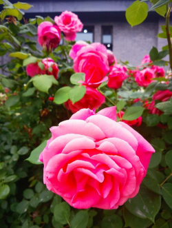 小众送妈妈的花有哪些花