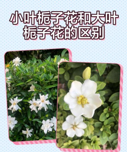 四季栀子花和小叶栀子区别