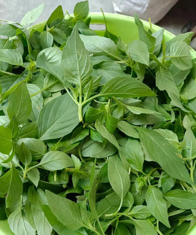 荆芥怎么存放时间长