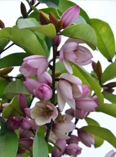 小众送妈妈的花有哪些花