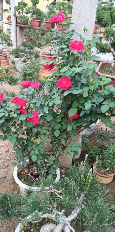 小众送妈妈的花有哪些花