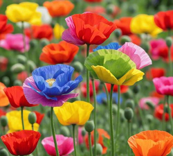 小众送妈妈的花有哪些花