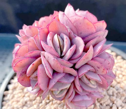 小众送妈妈的花有哪些花