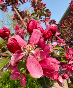 小众送妈妈的花有哪些花