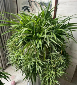 小众送妈妈的花有哪些花