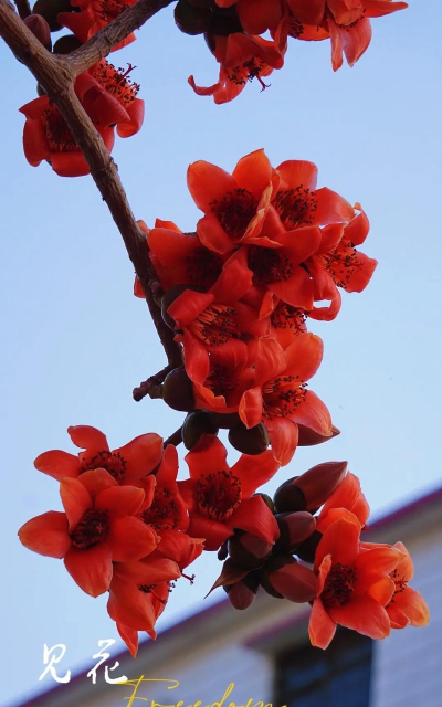 小众送妈妈的花有哪些花