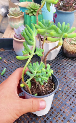 小众送妈妈的花有哪些花