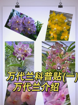 小众送妈妈的花有哪些花