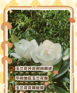 白玉兰的花期是什么时候 白玉兰的花期是什么时候