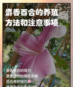 小众送妈妈的花有哪些花