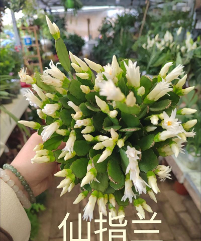 小众送妈妈的花有哪些花