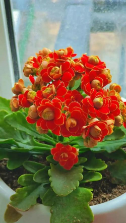 小众送妈妈的花有哪些花