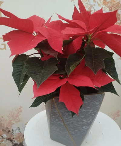 小众送妈妈的花有哪些花