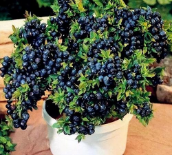 小众送妈妈的花有哪些花