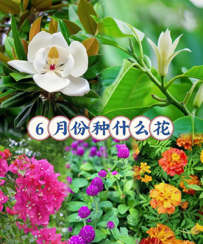 小众送妈妈的花有哪些花