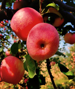 小众送妈妈的花有哪些花