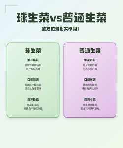 球生菜和普通生菜区别