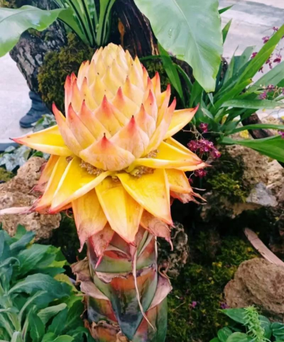 什么是地涌金莲