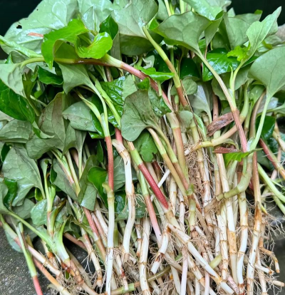 鱼腥草长什么样