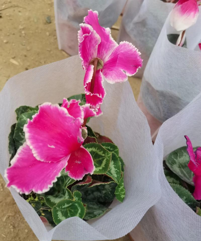 小众送妈妈的花有哪些花