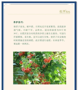 小众送妈妈的花有哪些花