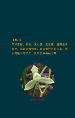 小众送妈妈的花有哪些花