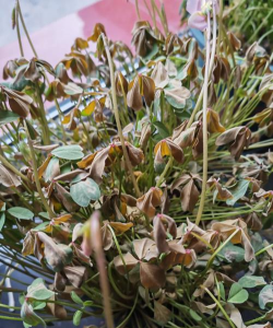 小众送妈妈的花有哪些花