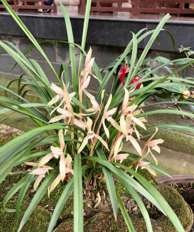 芝兰是什么植物