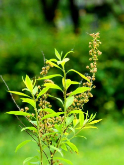 小众送妈妈的花有哪些花