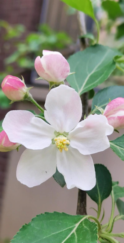 小众送妈妈的花有哪些花