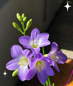 小众送妈妈的花有哪些花