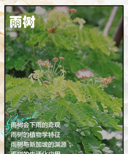 雨树的养殖方法 雨树的养殖方法