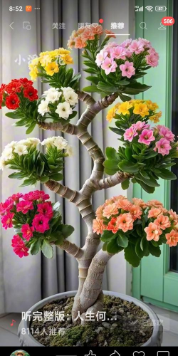 小众送妈妈的花有哪些花