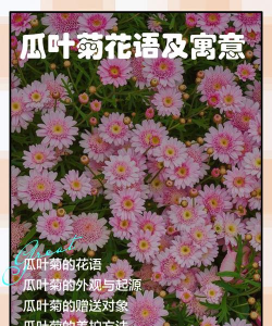 小众送妈妈的花有哪些花