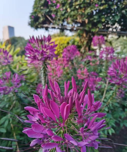 小众送妈妈的花有哪些花