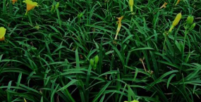 小众送妈妈的花有哪些花