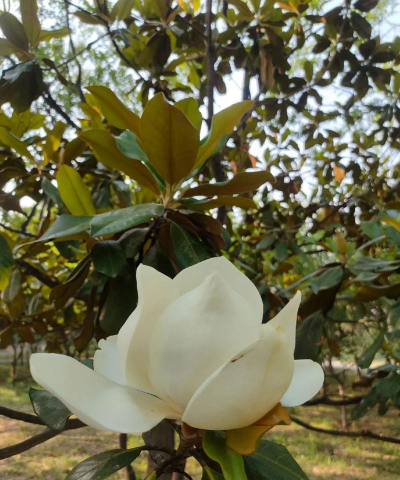 小众送妈妈的花有哪些花