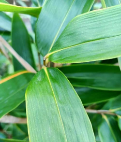 小众送妈妈的花有哪些花