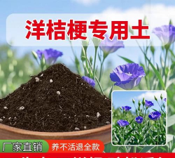 小众送妈妈的花有哪些花