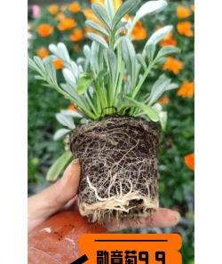 小众送妈妈的花有哪些花