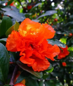 西安什么花是市花