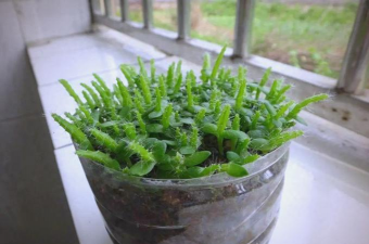 小众送妈妈的花有哪些花