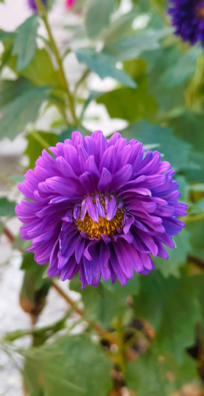 小众送妈妈的花有哪些花