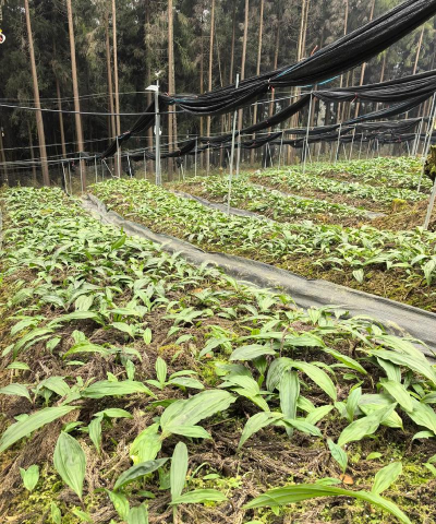 小众送妈妈的花有哪些花