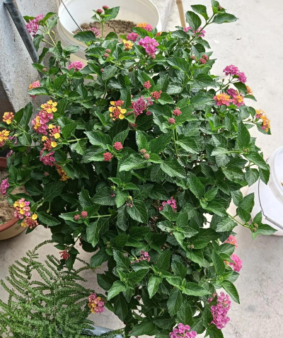 五色梅和五色花是一种植物吗