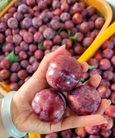 小众送妈妈的花有哪些花