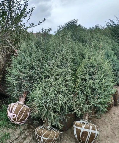 圆柏的主要品种