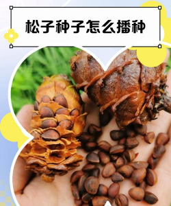 松子怎么种植