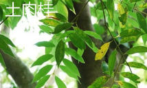 土肉桂和天竺桂的区别