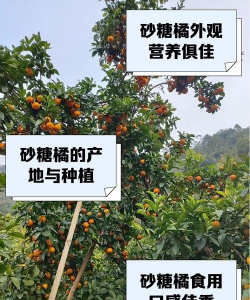 砂糖橘怎么种植